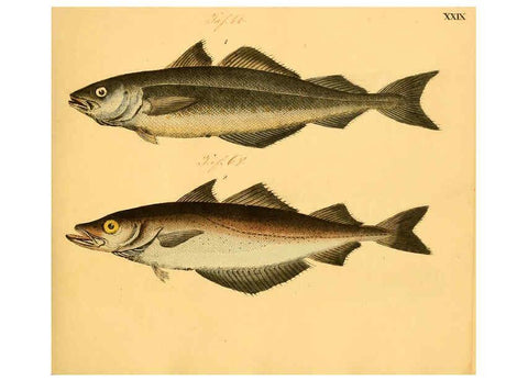 Reproducción/Reproduction 6059208240: Naturgeschichte in Bildern : mit erläuterndem Text / Von Professor Dr. Strack. Lief. 4. (Heft 33-56). Fische. Düsseldorf :Arnz & Co.,[1819-1826] 
