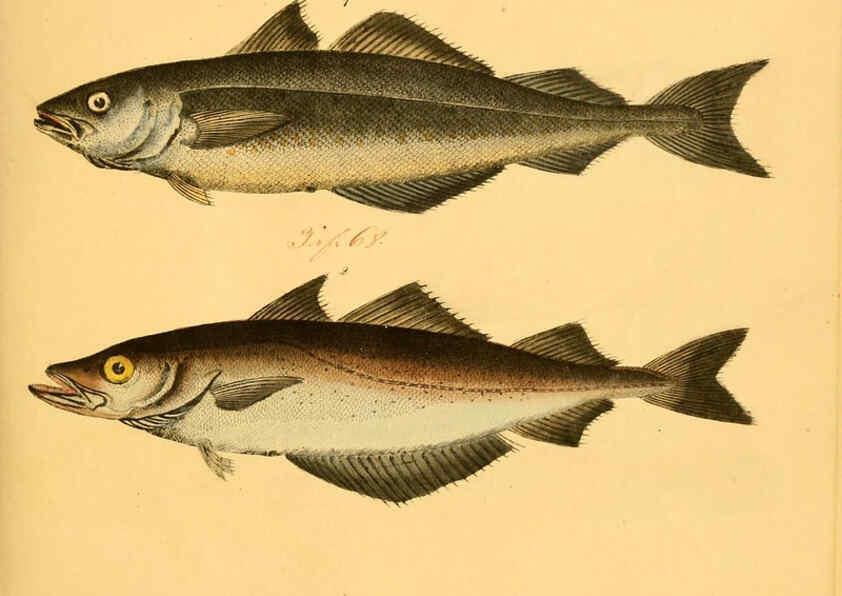 Reproducción/Reproduction 6059208240: Naturgeschichte in Bildern : mit erläuterndem Text / Von Professor Dr. Strack. Lief. 4. (Heft 33-56). Fische. Düsseldorf :Arnz & Co.,[1819-1826] 