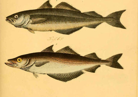Reproducción/Reproduction 6059208240: Naturgeschichte in Bildern : mit erläuterndem Text / Von Professor Dr. Strack. Lief. 4. (Heft 33-56). Fische. Düsseldorf :Arnz & Co.,[1819-1826] 