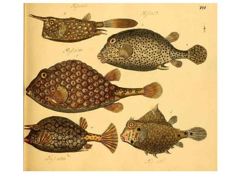 Reproducción/Reproduction 6058657137: Naturgeschichte in Bildern : mit erläuterndem Text / Von Professor Dr. Strack. Lief. 4. (Heft 33-56). Fische. Düsseldorf :Arnz & Co.,[1819-1826] 