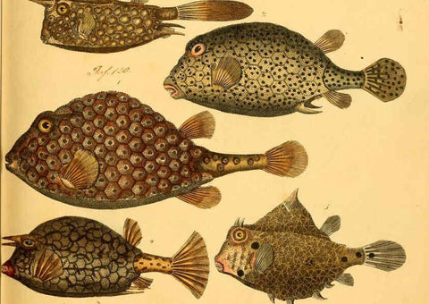 Reproducción/Reproduction 6058657137: Naturgeschichte in Bildern : mit erläuterndem Text / Von Professor Dr. Strack. Lief. 4. (Heft 33-56). Fische. Düsseldorf :Arnz & Co.,[1819-1826] 