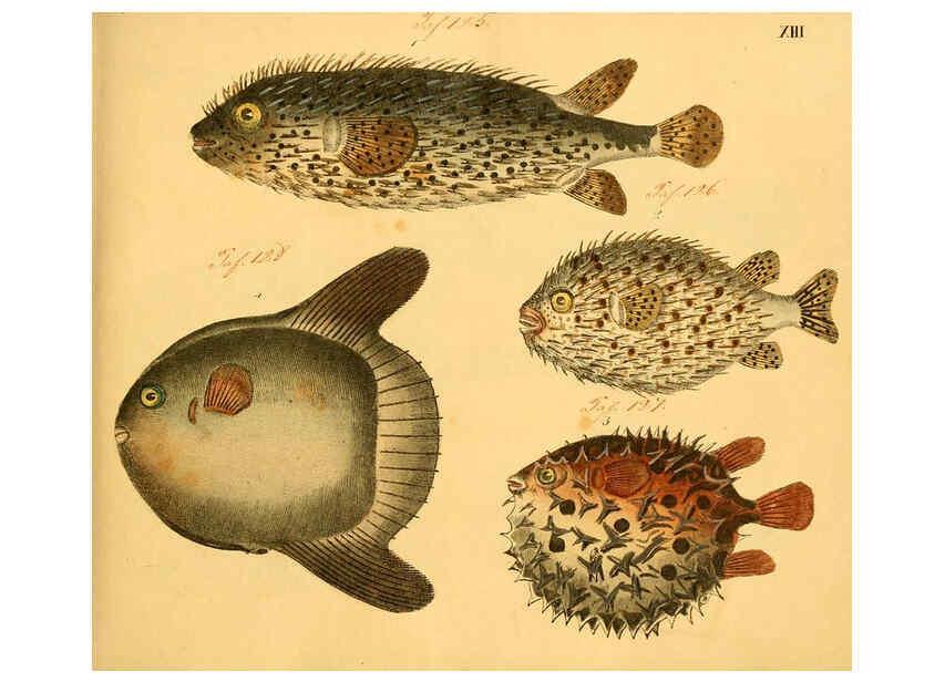 Reproducción/Reproduction 6058656947: Naturgeschichte in Bildern : mit erläuterndem Text / Von Professor Dr. Strack. Lief. 4. (Heft 33-56). Fische. Düsseldorf :Arnz & Co.,[1819-1826] 