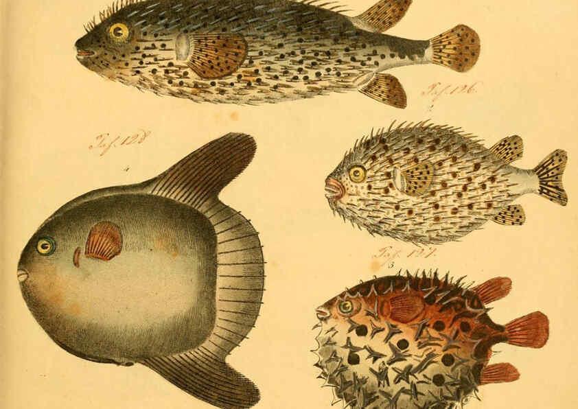 Reproducción/Reproduction 6058656947: Naturgeschichte in Bildern : mit erläuterndem Text / Von Professor Dr. Strack. Lief. 4. (Heft 33-56). Fische. Düsseldorf :Arnz & Co.,[1819-1826] 