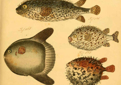 Reproducción/Reproduction 6058656947: Naturgeschichte in Bildern : mit erläuterndem Text / Von Professor Dr. Strack. Lief. 4. (Heft 33-56). Fische. Düsseldorf :Arnz & Co.,[1819-1826] 