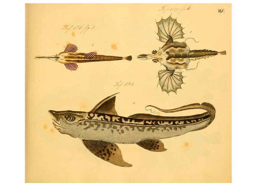 Reproducción/Reproduction 6058656679: Naturgeschichte in Bildern : mit erläuterndem Text / Von Professor Dr. Strack. Lief. 4. (Heft 33-56). Fische. Düsseldorf :Arnz & Co.,[1819-1826] 