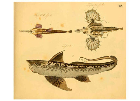 Reproducción/Reproduction 6058656679: Naturgeschichte in Bildern : mit erläuterndem Text / Von Professor Dr. Strack. Lief. 4. (Heft 33-56). Fische. Düsseldorf :Arnz & Co.,[1819-1826] 