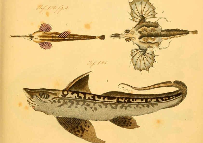 Reproducción/Reproduction 6058656679: Naturgeschichte in Bildern : mit erläuterndem Text / Von Professor Dr. Strack. Lief. 4. (Heft 33-56). Fische. Düsseldorf :Arnz & Co.,[1819-1826] 