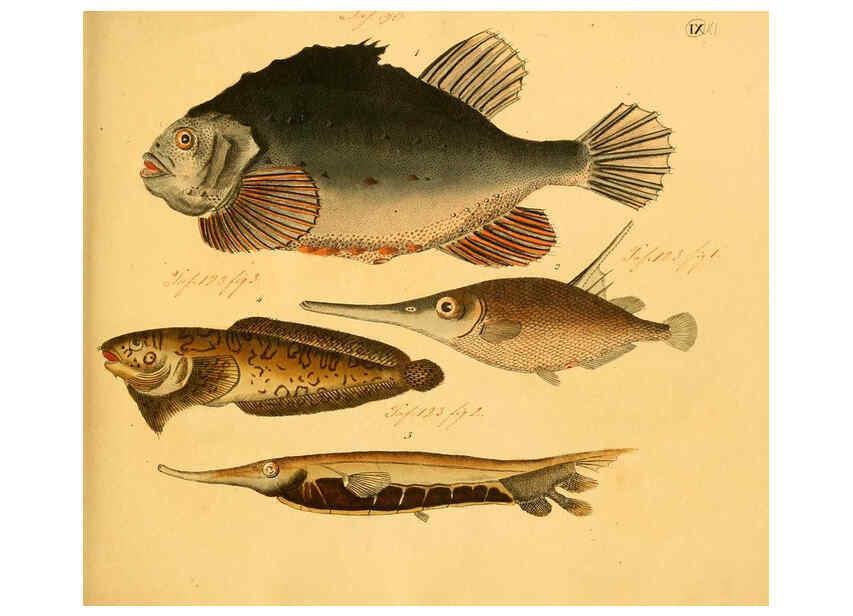 Reproducción/Reproduction 6058656527: Naturgeschichte in Bildern : mit erläuterndem Text / Von Professor Dr. Strack. Lief. 4. (Heft 33-56). Fische. Düsseldorf :Arnz & Co.,[1819-1826] 