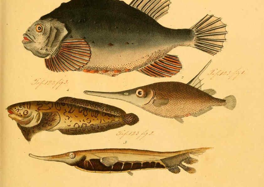 Reproducción/Reproduction 6058656527: Naturgeschichte in Bildern : mit erläuterndem Text / Von Professor Dr. Strack. Lief. 4. (Heft 33-56). Fische. Düsseldorf :Arnz & Co.,[1819-1826] 