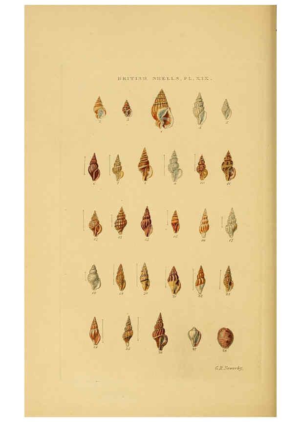 Reproducción/Reproduction 6059138040: Illustrated index of British shells London :Simpkin, Marshall, and Co., and the Author,1859