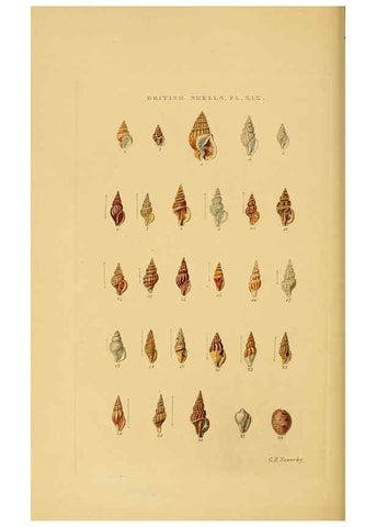 Reproducción/Reproduction 6059138040: Illustrated index of British shells London :Simpkin, Marshall, and Co., and the Author,1859