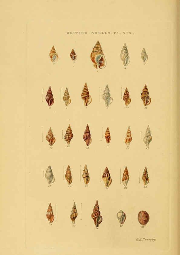 Reproducción/Reproduction 6059138040: Illustrated index of British shells London :Simpkin, Marshall, and Co., and the Author,1859