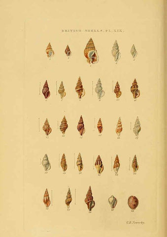Reproducción/Reproduction 6059138040: Illustrated index of British shells London :Simpkin, Marshall, and Co., and the Author,1859