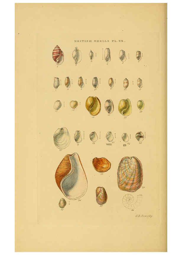 Reproducción/Reproduction 6058590341: Illustrated index of British shells London :Simpkin, Marshall, and Co., and the Author,1859