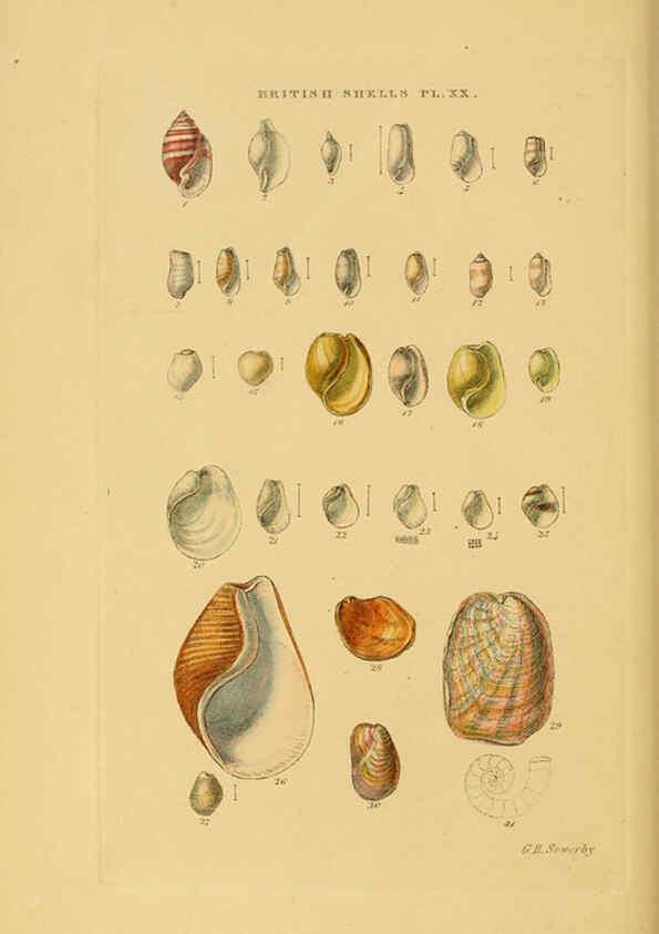 Reproducción/Reproduction 6058590341: Illustrated index of British shells London :Simpkin, Marshall, and Co., and the Author,1859
