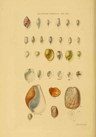 Reproducción/Reproduction 6058590341: Illustrated index of British shells London :Simpkin, Marshall, and Co., and the Author,1859