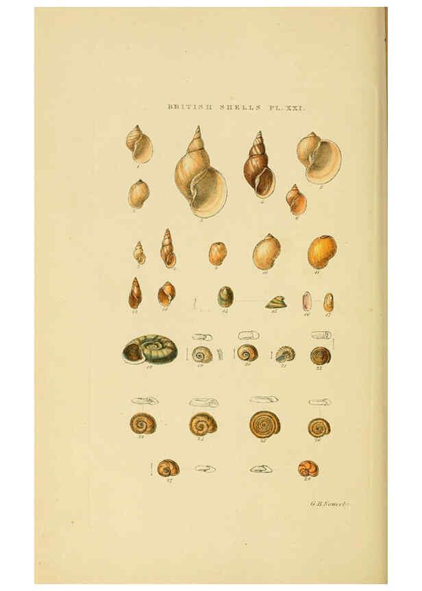 Reproducción/Reproduction 6058590541: Illustrated index of British shells London :Simpkin, Marshall, and Co., and the Author,1859