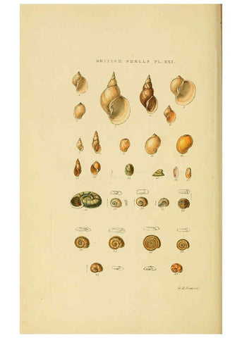 Reproducción/Reproduction 6058590541: Illustrated index of British shells London :Simpkin, Marshall, and Co., and the Author,1859