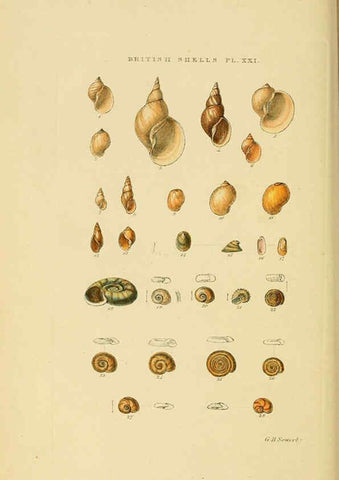 Reproducción/Reproduction 6058590541: Illustrated index of British shells London :Simpkin, Marshall, and Co., and the Author,1859