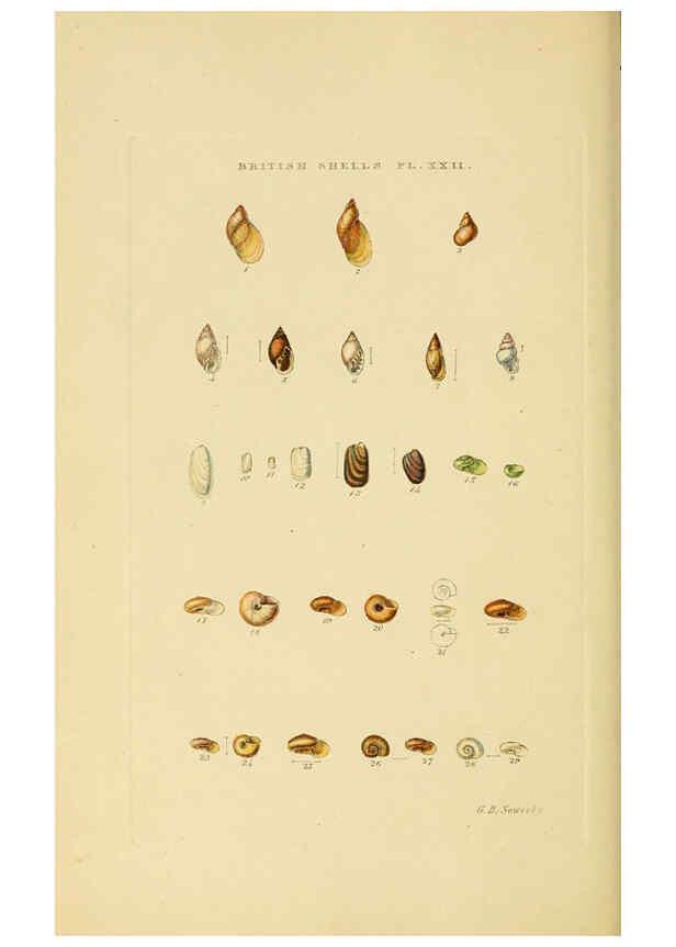 Reproducción/Reproduction 6059138598: Illustrated index of British shells London :Simpkin, Marshall, and Co., and the Author,1859