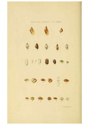Reproducción/Reproduction 6059138598: Illustrated index of British shells London :Simpkin, Marshall, and Co., and the Author,1859