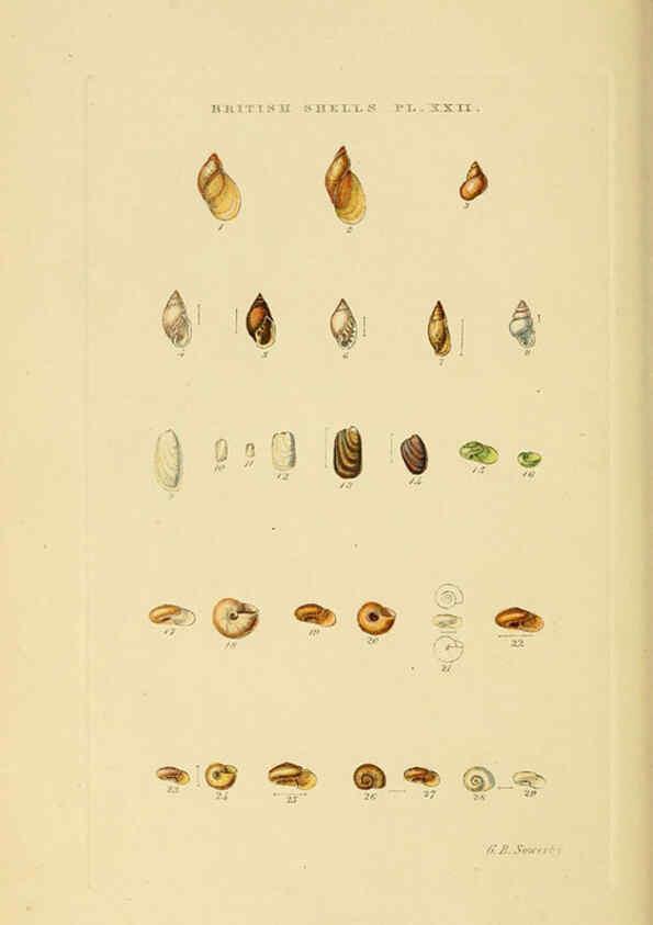 Reproducción/Reproduction 6059138598: Illustrated index of British shells London :Simpkin, Marshall, and Co., and the Author,1859
