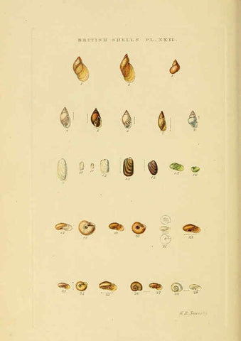 Reproducción/Reproduction 6059138598: Illustrated index of British shells London :Simpkin, Marshall, and Co., and the Author,1859