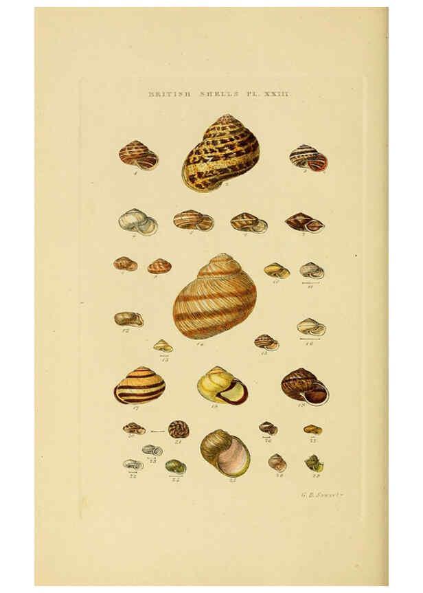 Reproducción/Reproduction 6058590931: Illustrated index of British shells London :Simpkin, Marshall, and Co., and the Author,1859