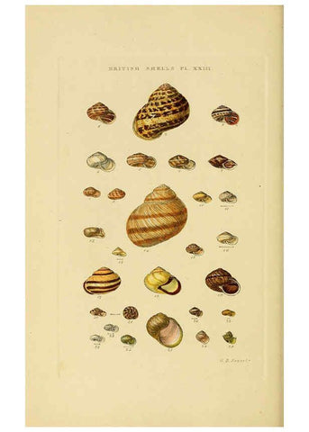 Reproducción/Reproduction 6058590931: Illustrated index of British shells London :Simpkin, Marshall, and Co., and the Author,1859