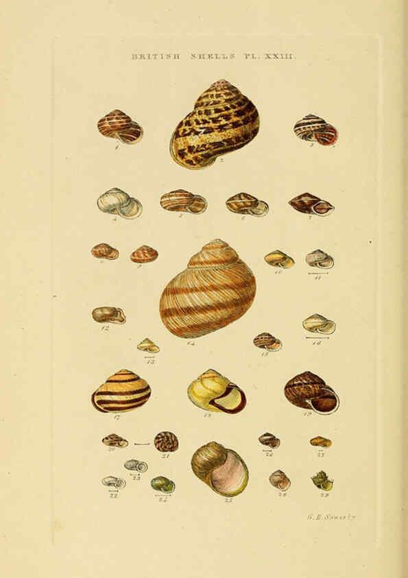 Reproducción/Reproduction 6058590931: Illustrated index of British shells London :Simpkin, Marshall, and Co., and the Author,1859
