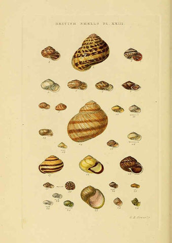 Reproducción/Reproduction 6058590931: Illustrated index of British shells London :Simpkin, Marshall, and Co., and the Author,1859
