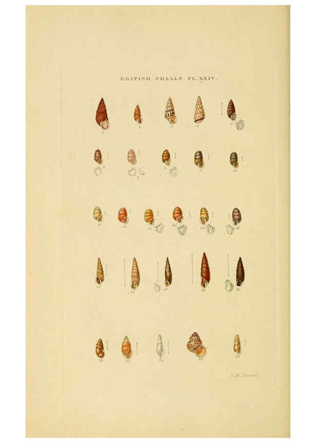 Reproducción/Reproduction 6058591071: Illustrated index of British shells London :Simpkin, Marshall, and Co., and the Author,1859
