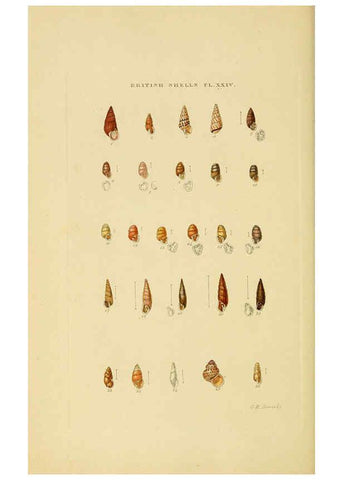 Reproducción/Reproduction 6058591071: Illustrated index of British shells London :Simpkin, Marshall, and Co., and the Author,1859