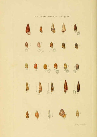 Reproducción/Reproduction 6058591071: Illustrated index of British shells London :Simpkin, Marshall, and Co., and the Author,1859
