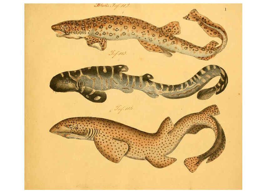 Reproducción/Reproduction 6059202542: Naturgeschichte in Bildern : mit erläuterndem Text / Von Professor Dr. Strack. Lief. 4. (Heft 33-56). Fische. Düsseldorf :Arnz & Co.,[1819-1826] 
