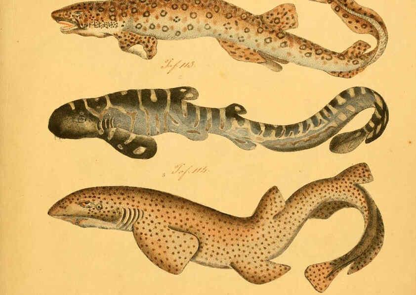 Reproducción/Reproduction 6059202542: Naturgeschichte in Bildern : mit erläuterndem Text / Von Professor Dr. Strack. Lief. 4. (Heft 33-56). Fische. Düsseldorf :Arnz & Co.,[1819-1826] 