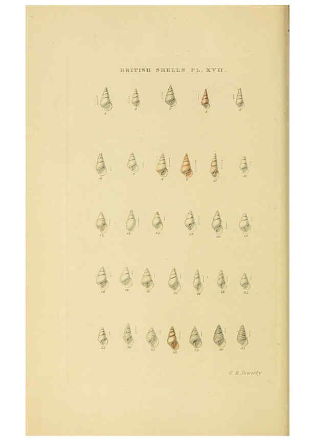 Reproducción/Reproduction 6059137664: Illustrated index of British shells London :Simpkin, Marshall, and Co., and the Author,1859