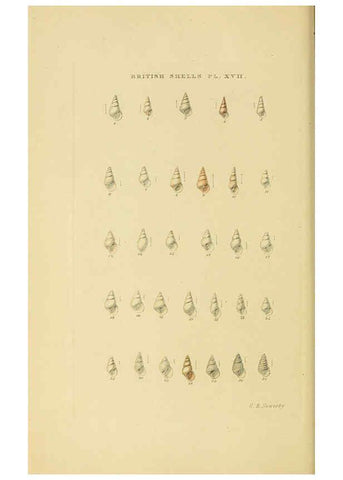 Reproducción/Reproduction 6059137664: Illustrated index of British shells London :Simpkin, Marshall, and Co., and the Author,1859