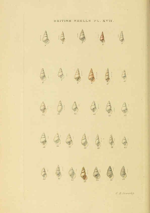 Reproducción/Reproduction 6059137664: Illustrated index of British shells London :Simpkin, Marshall, and Co., and the Author,1859