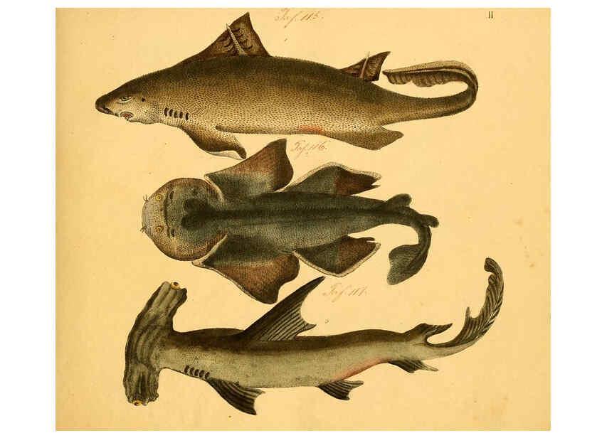 Reproducción/Reproduction 6059202742: Naturgeschichte in Bildern : mit erläuterndem Text / Von Professor Dr. Strack. Lief. 4. (Heft 33-56). Fische. Düsseldorf :Arnz & Co.,[1819-1826] 