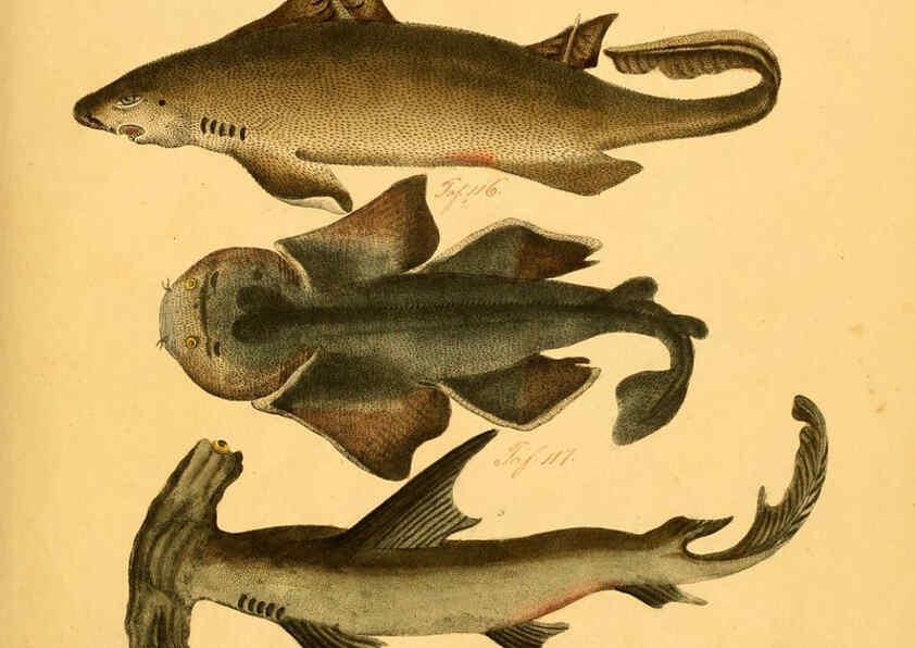 Reproducción/Reproduction 6059202742: Naturgeschichte in Bildern : mit erläuterndem Text / Von Professor Dr. Strack. Lief. 4. (Heft 33-56). Fische. Düsseldorf :Arnz & Co.,[1819-1826] 