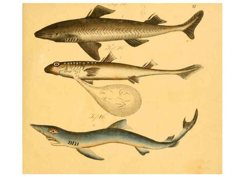 Reproducción/Reproduction 6058655099: Naturgeschichte in Bildern : mit erläuterndem Text / Von Professor Dr. Strack. Lief. 4. (Heft 33-56). Fische. Düsseldorf :Arnz & Co.,[1819-1826] 