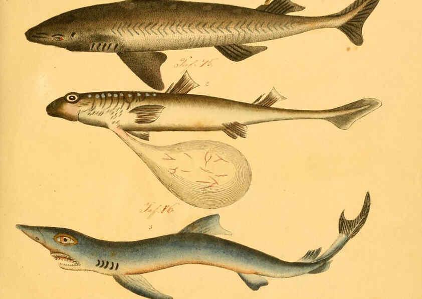 Reproducción/Reproduction 6058655099: Naturgeschichte in Bildern : mit erläuterndem Text / Von Professor Dr. Strack. Lief. 4. (Heft 33-56). Fische. Düsseldorf :Arnz & Co.,[1819-1826] 