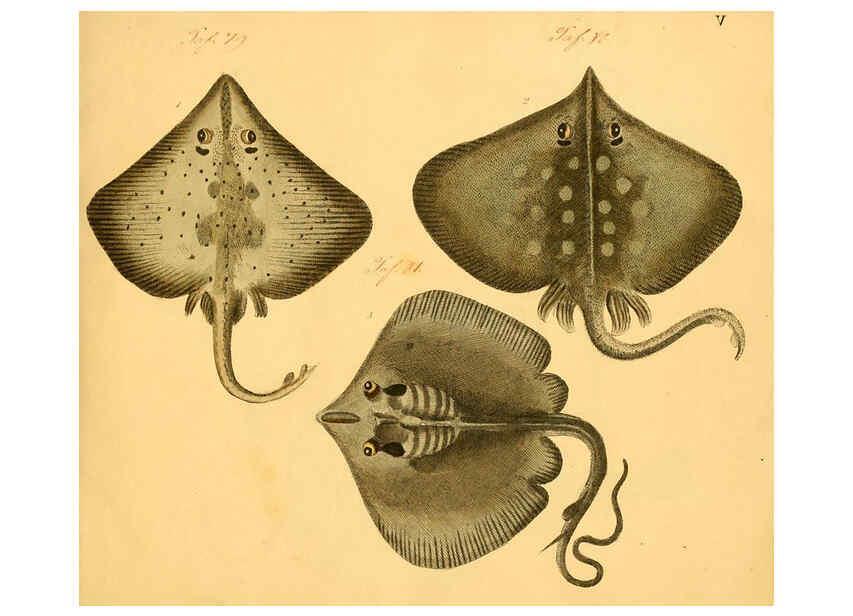 Reproducción/Reproduction 6058655271: Naturgeschichte in Bildern : mit erläuterndem Text / Von Professor Dr. Strack. Lief. 4. (Heft 33-56). Fische. Düsseldorf :Arnz & Co.,[1819-1826] 