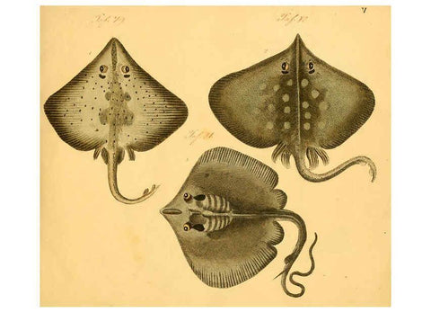 Reproducción/Reproduction 6058655271: Naturgeschichte in Bildern : mit erläuterndem Text / Von Professor Dr. Strack. Lief. 4. (Heft 33-56). Fische. Düsseldorf :Arnz & Co.,[1819-1826] 