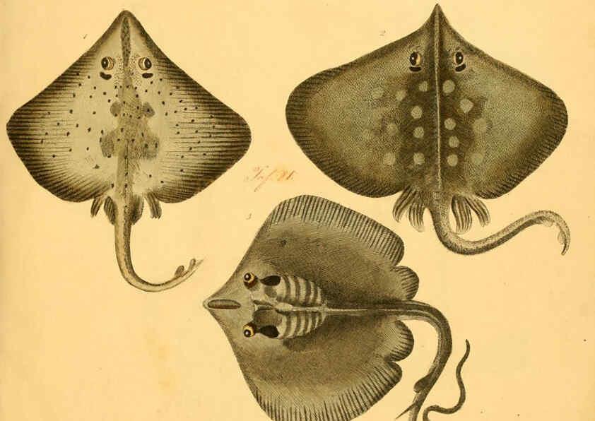 Reproducción/Reproduction 6058655271: Naturgeschichte in Bildern : mit erläuterndem Text / Von Professor Dr. Strack. Lief. 4. (Heft 33-56). Fische. Düsseldorf :Arnz & Co.,[1819-1826] 