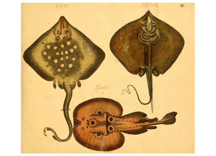 Reproducción/Reproduction 6059203420: Naturgeschichte in Bildern : mit erläuterndem Text / Von Professor Dr. Strack. Lief. 4. (Heft 33-56). Fische. Düsseldorf :Arnz & Co.,[1819-1826] 