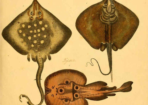Reproducción/Reproduction 6059203420: Naturgeschichte in Bildern : mit erläuterndem Text / Von Professor Dr. Strack. Lief. 4. (Heft 33-56). Fische. Düsseldorf :Arnz & Co.,[1819-1826] 