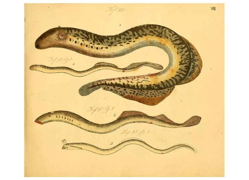 Reproducción/Reproduction 6059203658: Naturgeschichte in Bildern : mit erläuterndem Text / Von Professor Dr. Strack. Lief. 4. (Heft 33-56). Fische. Düsseldorf :Arnz & Co.,[1819-1826] 