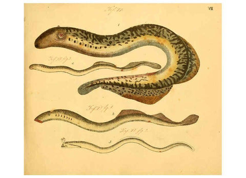 Reproducción/Reproduction 6059203658: Naturgeschichte in Bildern : mit erläuterndem Text / Von Professor Dr. Strack. Lief. 4. (Heft 33-56). Fische. Düsseldorf :Arnz & Co.,[1819-1826] 